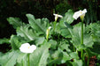 WHITE GIANT' CALLA LILLY  BULBS - Caribbean garden seed