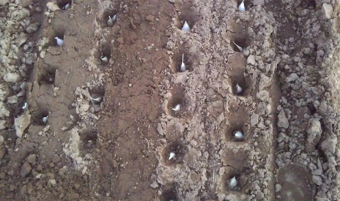 White Hardneck  bulbs , Garden vegetable - Caribbean garden seed