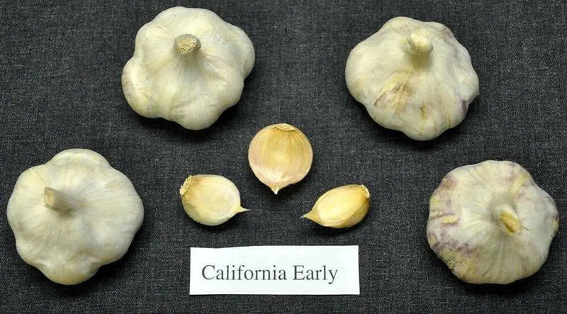 White Hardneck  bulbs , Garden vegetable - Caribbean garden seed