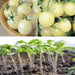White Cherry Tomato Seeds ( Lycopersicon lycopersicum) Open Pollinated - Caribbean garden seed