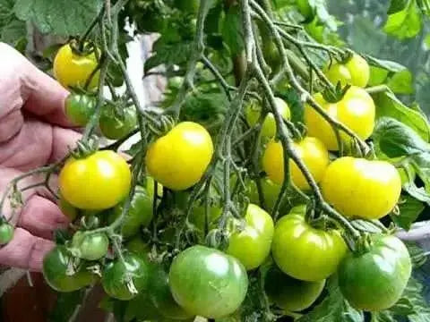 White Cherry Tomato Seeds ( Lycopersicon lycopersicum) Open Pollinated - Caribbean garden seed