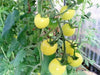 White Cherry Tomato Seeds ( Lycopersicon lycopersicum) Open Pollinated - Caribbean garden seed