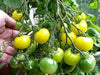 White Cherry Tomato Seeds ( Lycopersicon lycopersicum) Open Pollinated - Caribbean garden seed