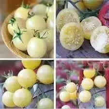White Cherry Tomato Seeds ( Lycopersicon lycopersicum) Open Pollinated - Caribbean garden seed