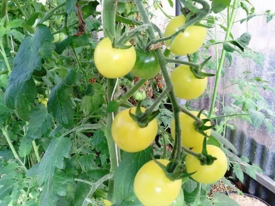 White Cherry Tomato Seeds ( Lycopersicon lycopersicum) Open Pollinated - Caribbean garden seed