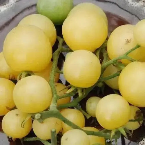 White Cherry Tomato Seeds ( Lycopersicon lycopersicum) Open Pollinated - Caribbean garden seed