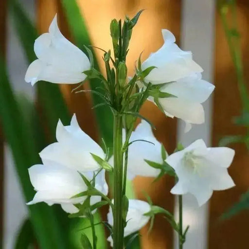 White single Canterbury Bells,CAMPANULA medium ,Cup and Saucer Seeds - Caribbean garden seed