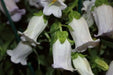 White single Canterbury Bells,CAMPANULA medium ,Cup and Saucer Seeds - Caribbean garden seed