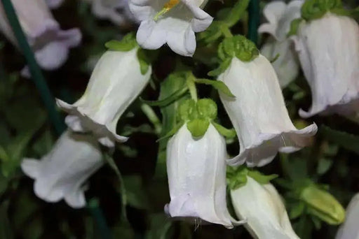 White single Canterbury Bells,CAMPANULA medium ,Cup and Saucer Seeds - Caribbean garden seed