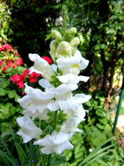 white Snapdragon flowers Seeds - Caribbean garden seed