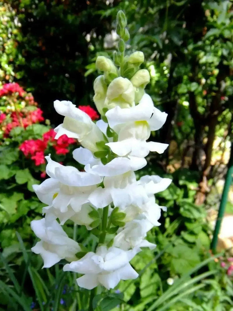 white Snapdragon flowers Seeds - Caribbean garden seed