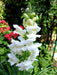 white Snapdragon flowers Seeds - Caribbean garden seed