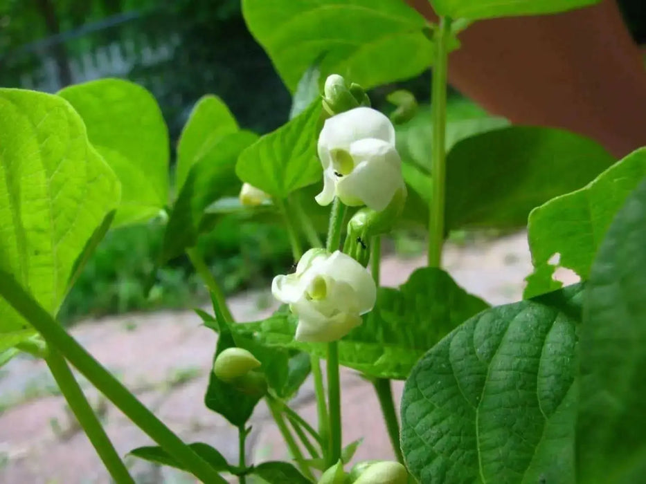 White Marrow, BUSH BEAN SEEDS, - Caribbean garden seed