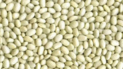 White Marrow, BUSH BEAN SEEDS, - Caribbean garden seed