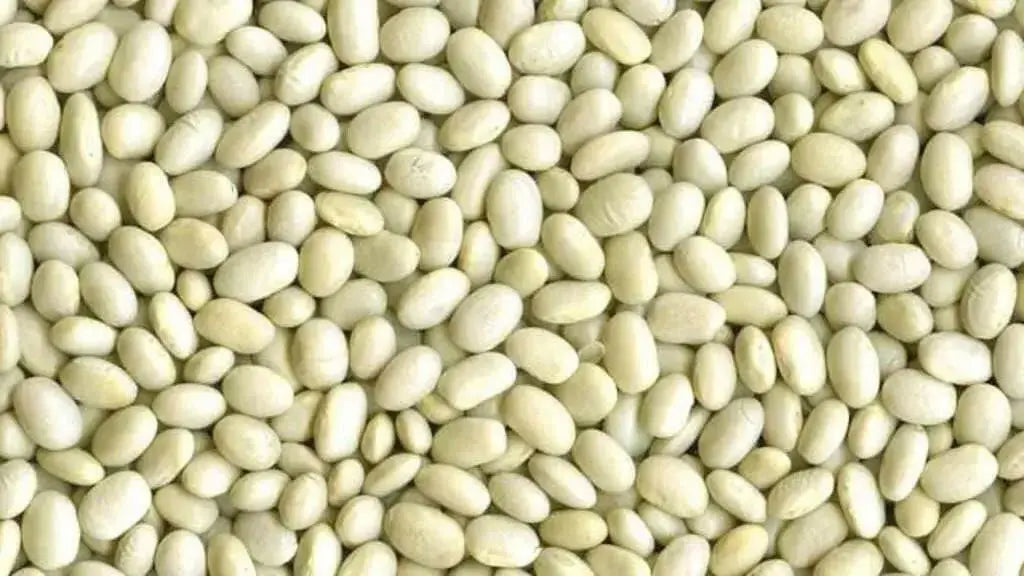 White Marrow, BUSH BEAN SEEDS, - Caribbean garden seed