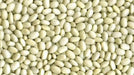 White Marrow, BUSH BEAN SEEDS, - Caribbean garden seed