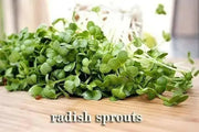 White Stem Radish SEEDS, Sprouts/Microgreens -   ASIAN VEGETABLE - Caribbean garden seed
