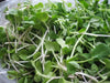 White Stem Radish SEEDS, Sprouts/Microgreens -   ASIAN VEGETABLE - Caribbean garden seed