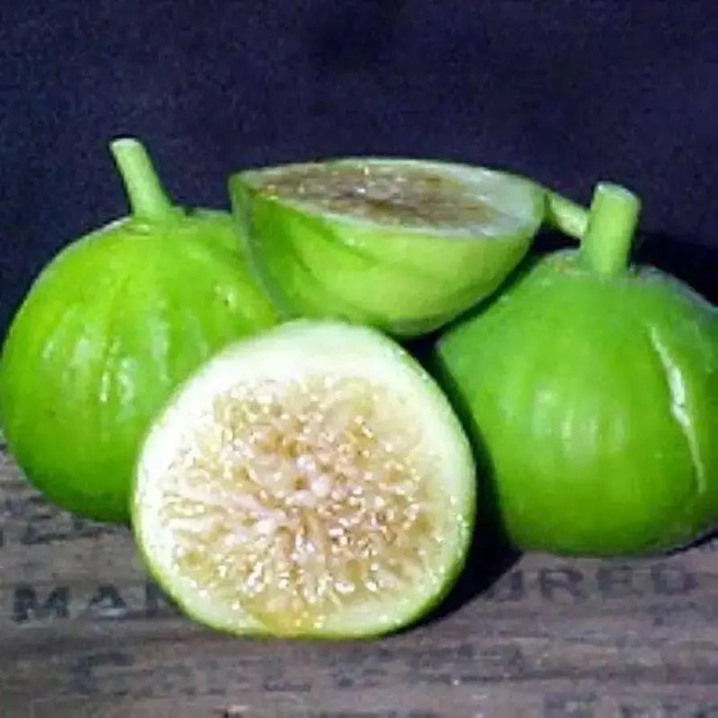 White Marseilles Fig Tree ,Perennial shrub, Fruit Tree, - 1 Plant , - Caribbean garden seed