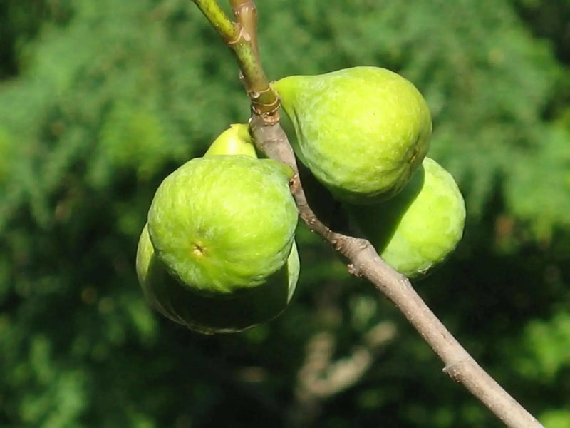 White Marseilles Fig Tree ,Perennial shrub, Fruit Tree, - 1 Plant , - Caribbean garden seed