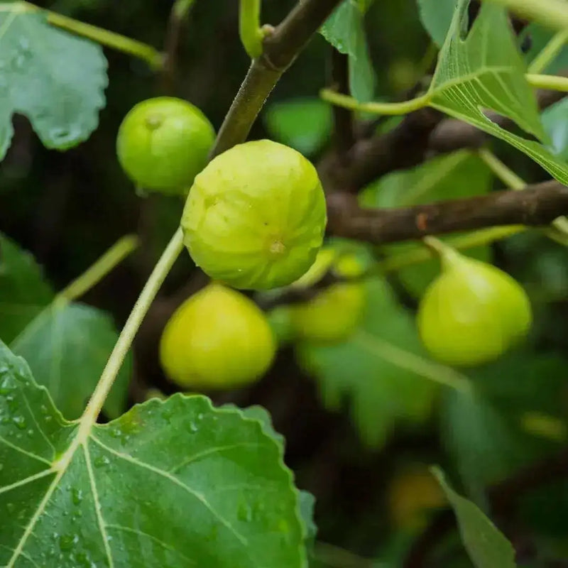 White Marseilles Fig Tree ,Perennial shrub, Fruit Tree, - 1 Plant , - Caribbean garden seed