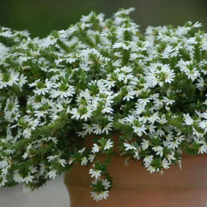 WHITE Scaevola, FAN FLOWER ( LIVE STARTER PLANT) Evergreen shrub - Caribbean garden seed