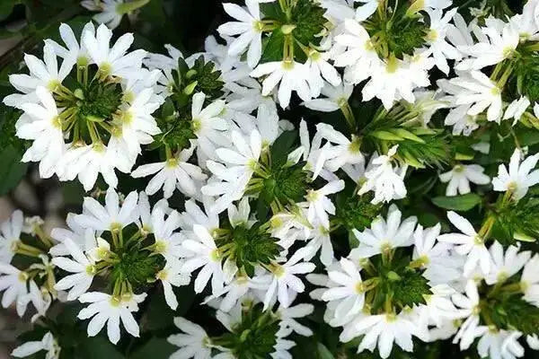 WHITE Scaevola, FAN FLOWER ( LIVE STARTER PLANT) Evergreen shrub - Caribbean garden seed