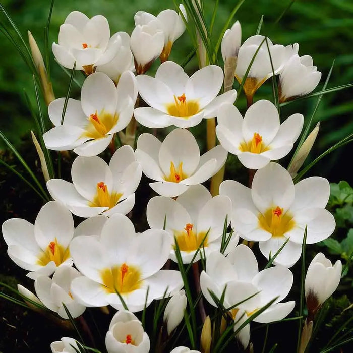 WHITE SNOW CROCUS,Crocus Chrysanthus ,SPRING FLOWERING BULBS - Caribbean garden seed