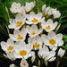 WHITE SNOW CROCUS,Crocus Chrysanthus ,SPRING FLOWERING BULBS - Caribbean garden seed