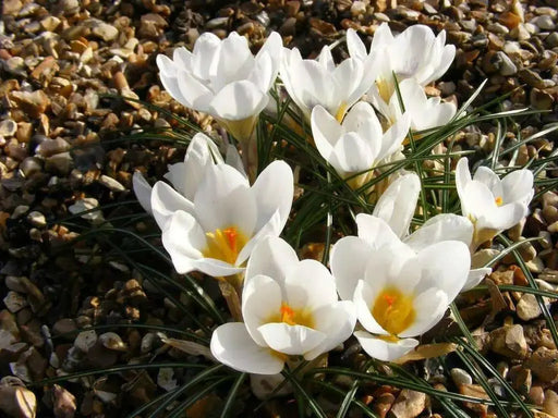 WHITE SNOW CROCUS,Crocus Chrysanthus ,SPRING FLOWERING BULBS - Caribbean garden seed