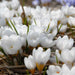 WHITE SNOW CROCUS,Crocus Chrysanthus ,SPRING FLOWERING BULBS - Caribbean garden seed