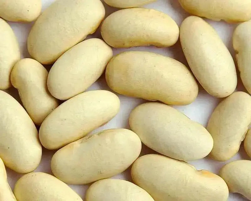 White TEPARY ,Runner Bean SEEDS' - Caribbean garden seed