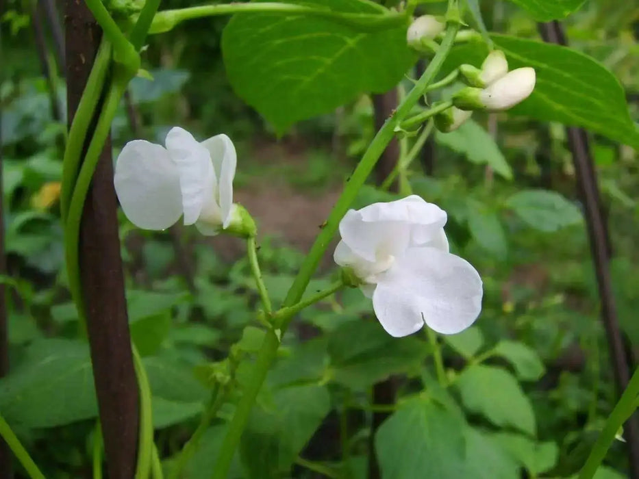 White TEPARY ,Runner Bean SEEDS' - Caribbean garden seed