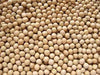 WHITE PEAS/VATANA, ,FOOD STORAGE, SPROUTS, SPROUTING SEEDS - Caribbean garden seed