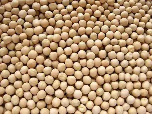 WHITE PEAS/VATANA, ,FOOD STORAGE, SPROUTS, SPROUTING SEEDS - Caribbean garden seed