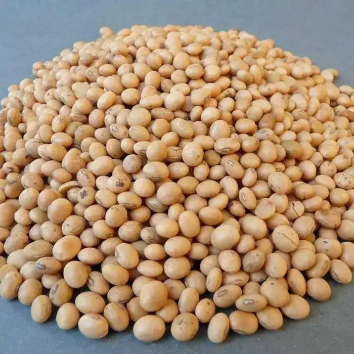 WHITE PEAS/VATANA, ,FOOD STORAGE, SPROUTS, SPROUTING SEEDS - Caribbean garden seed