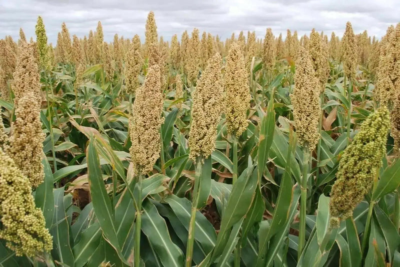 WHITE POPPING SORGHUM Seeds, - Caribbean garden seed