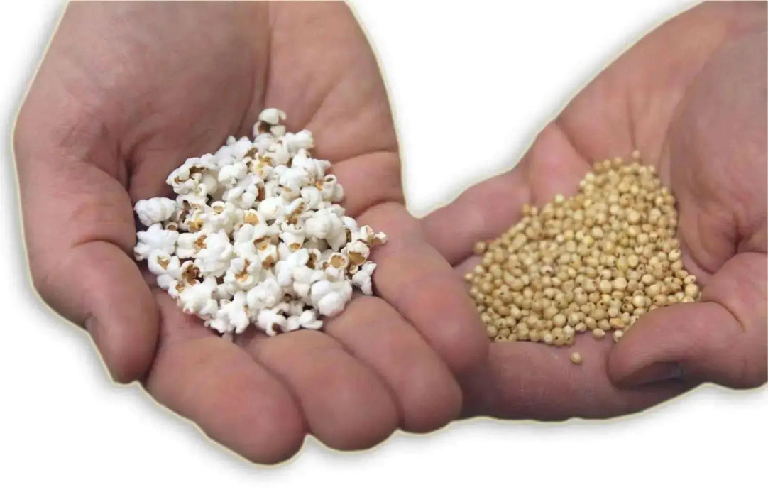 WHITE POPPING SORGHUM Seeds, - Caribbean garden seed