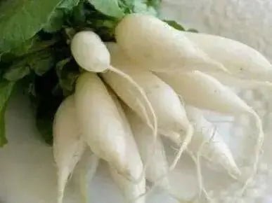 White Icicle Radish SEEDS (Raphanus sativus)  Biennial VEGETABLE - Caribbean garden seed