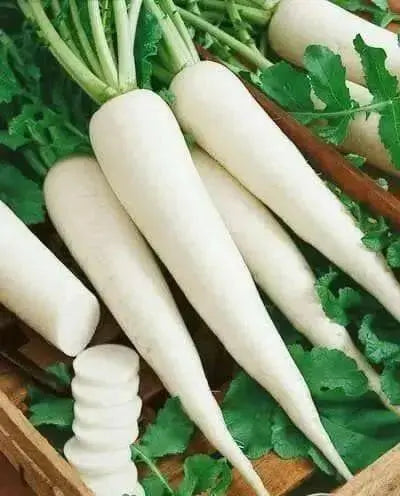 White Icicle Radish SEEDS (Raphanus sativus)  Biennial VEGETABLE - Caribbean garden seed