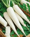 White Icicle Radish SEEDS (Raphanus sativus)  Biennial VEGETABLE - Caribbean garden seed