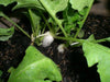 White Icicle Radish SEEDS (Raphanus sativus)  Biennial VEGETABLE - Caribbean garden seed