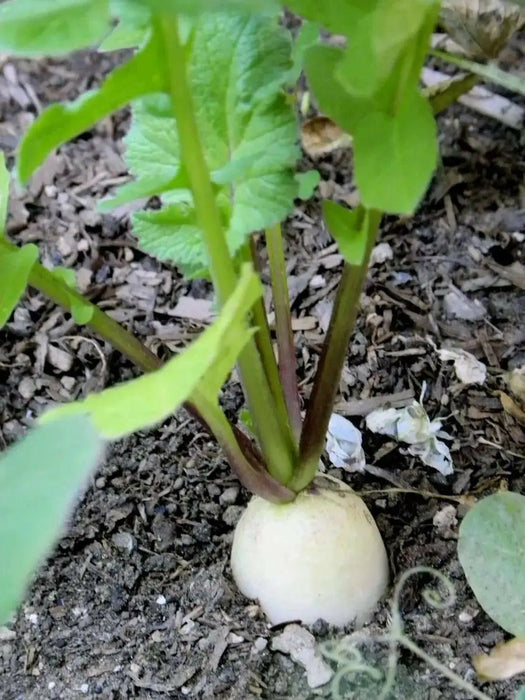 White Icicle Radish SEEDS (Raphanus sativus)  Biennial VEGETABLE - Caribbean garden seed