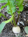 White Icicle Radish SEEDS (Raphanus sativus)  Biennial VEGETABLE - Caribbean garden seed