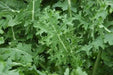 White Russian Kale Seeds -annual Vegetables microgreen. - Caribbean garden seed
