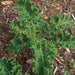 White Russian Kale Seeds -annual Vegetables microgreen. - Caribbean garden seed