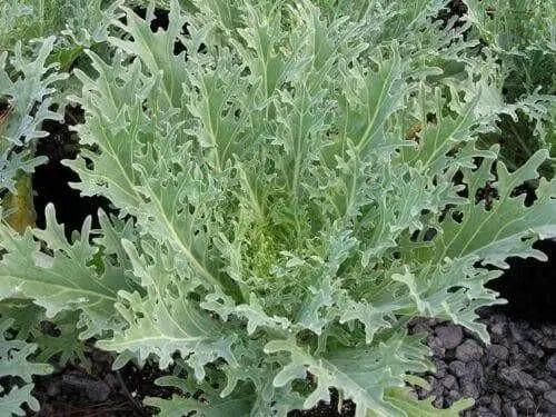 White Russian Kale Seeds -annual Vegetables microgreen. - Caribbean garden seed