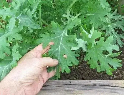 White Russian Kale Seeds -annual Vegetables microgreen. - Caribbean garden seed