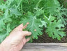 White Russian Kale Seeds -annual Vegetables microgreen. - Caribbean garden seed