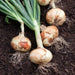 White Sweet Spanish Onion Seed  ,Spring, late Summer or Fall, Asian Vegetable - Caribbean garden seed